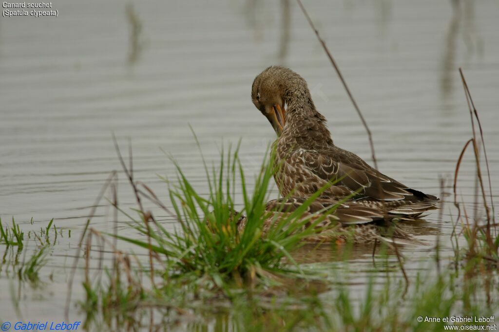 Canard souchet femelle