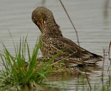 Canard souchet