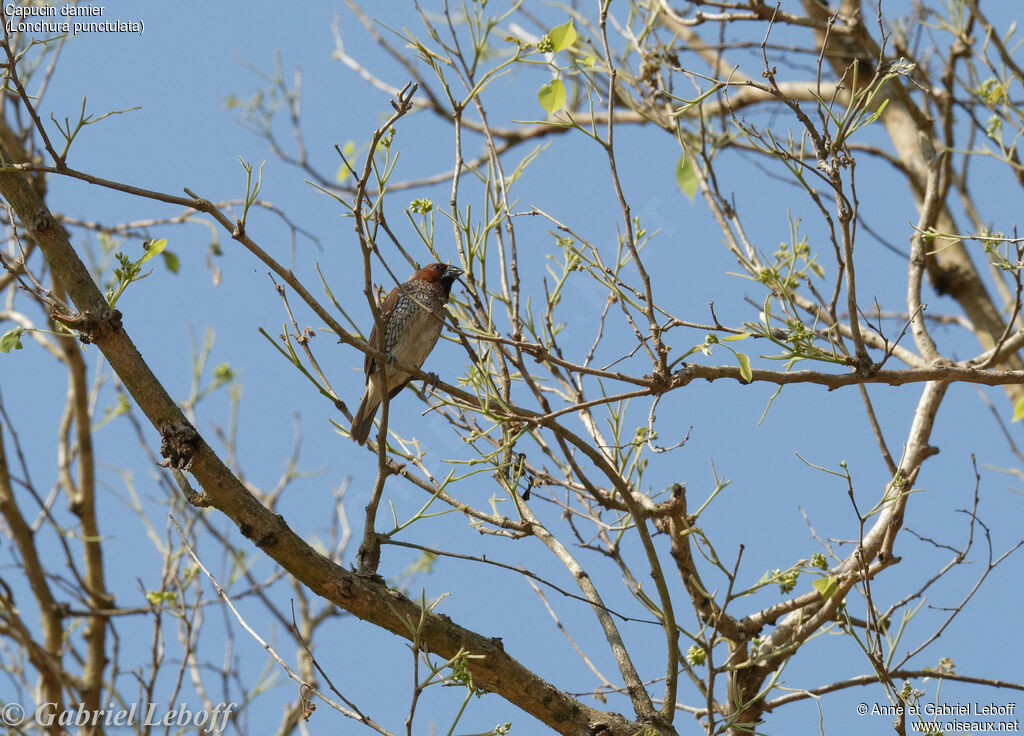 Scaly-breasted Muniaadult