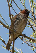 Scaly-breasted Munia