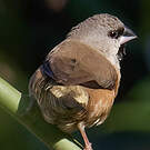 Capucin de Madagascar