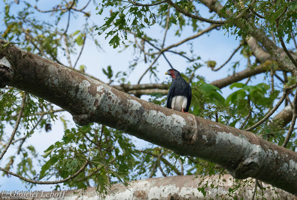 Caracara à gorge rougeadulte, habitat