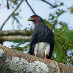 Caracara à gorge rouge