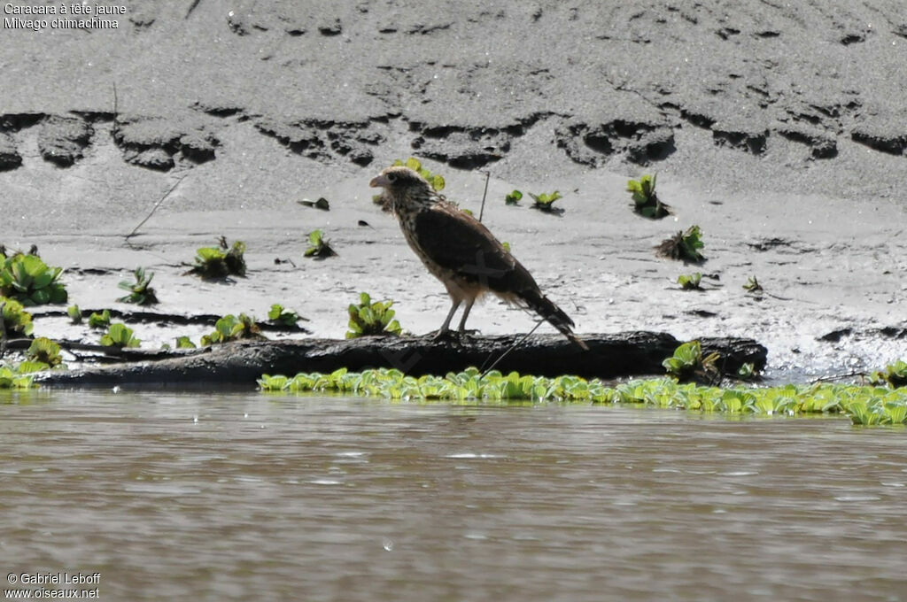 Yellow-headed Caracara