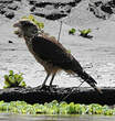 Caracara à tête jaune