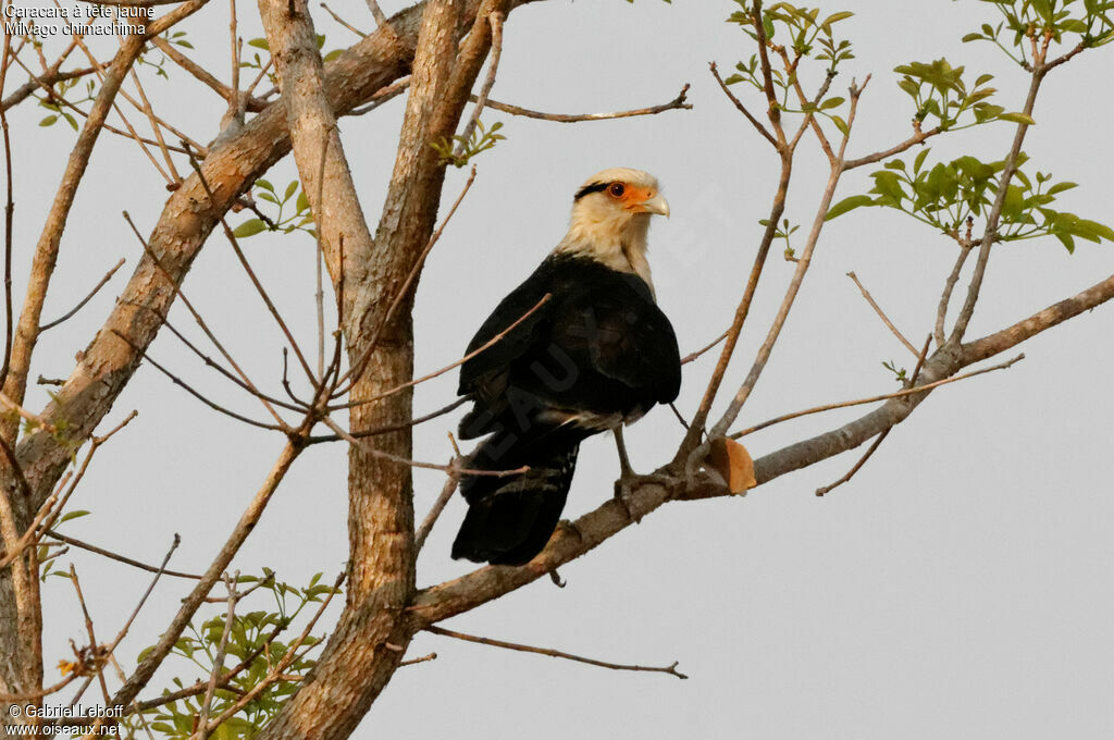 Caracara à tête jaune