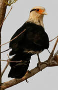 Yellow-headed Caracara