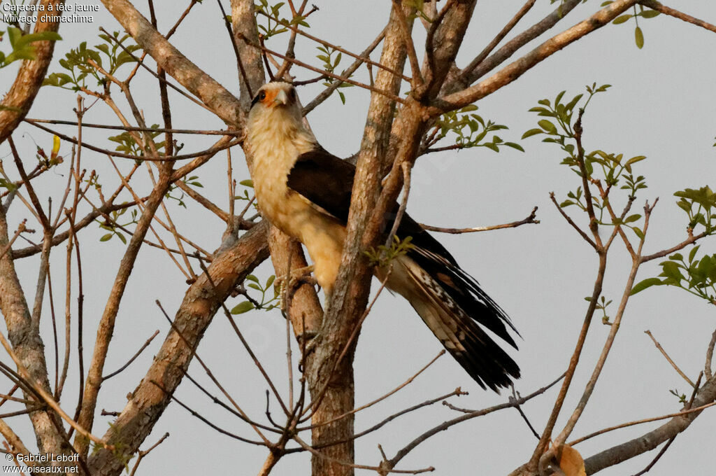 Yellow-headed Caracara