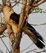 Yellow-headed Caracara