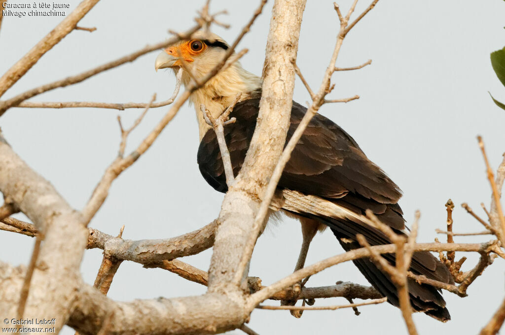 Caracara à tête jaune