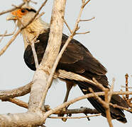 Yellow-headed Caracara