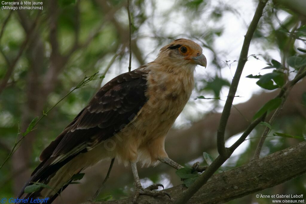 Caracara à tête jauneadulte