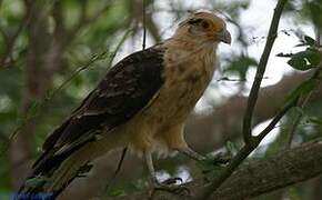 Caracara à tête jaune