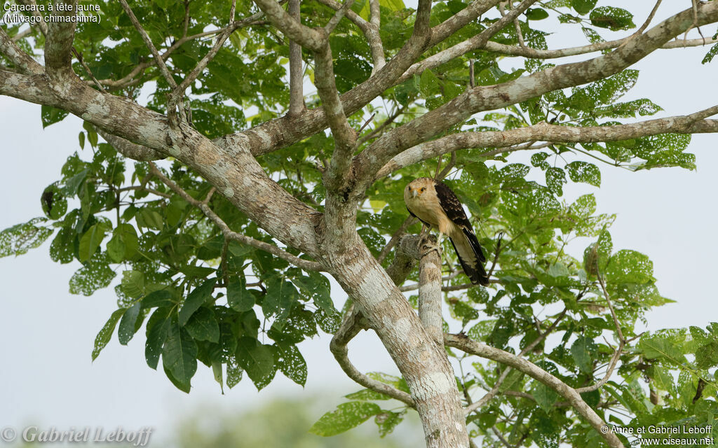 Yellow-headed Caracara