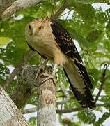 Yellow-headed Caracara