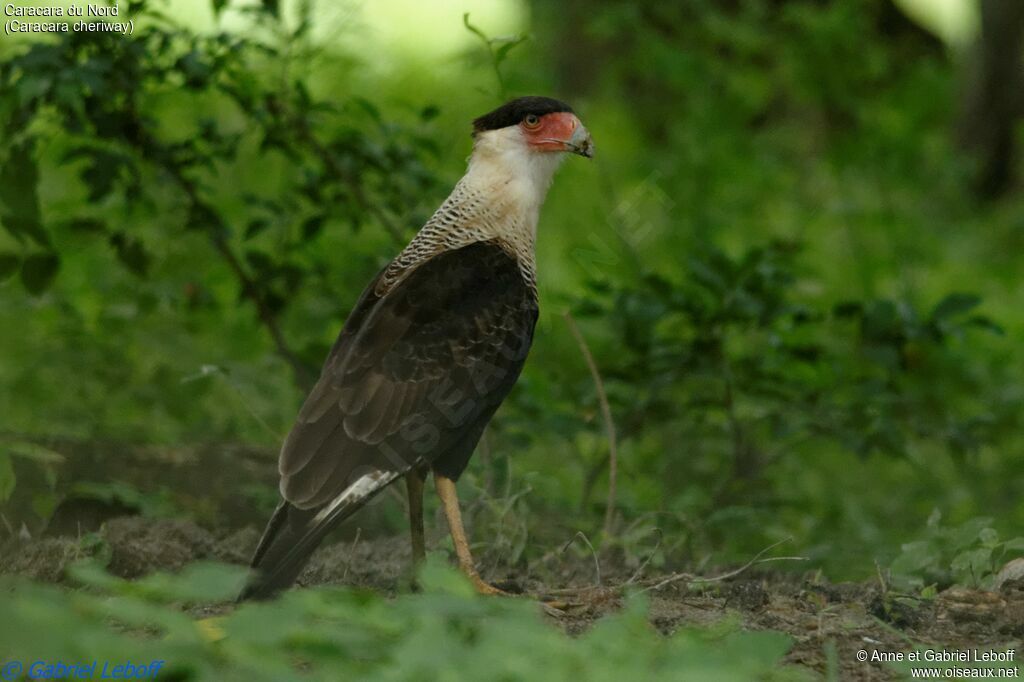 Caracara du Nordadulte