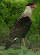 Crested Caracara (cheriway)