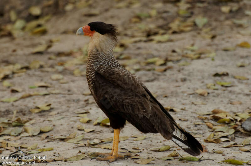 Southern Crested Caracara, identification