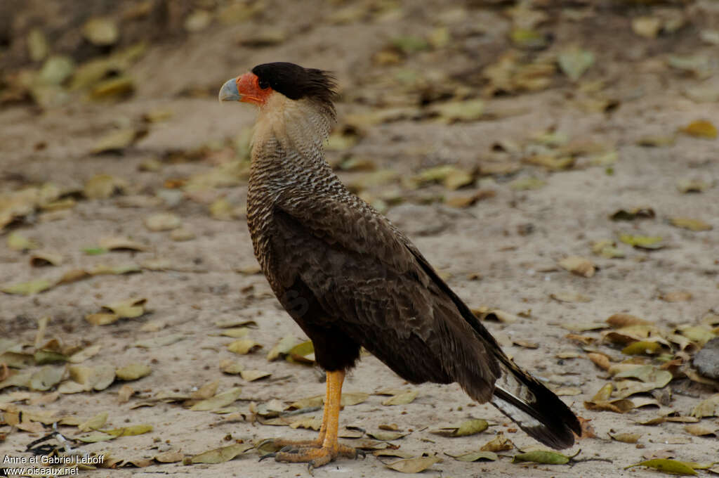 Crested Caracara, identification