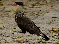 Caracara huppé