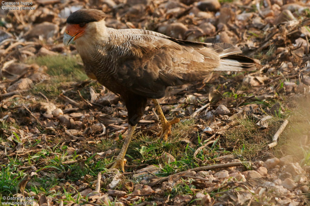 Caracara huppé