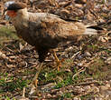 Caracara huppé