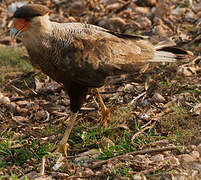 Crested Caracara