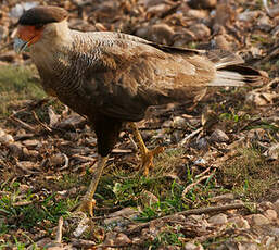 Caracara huppé