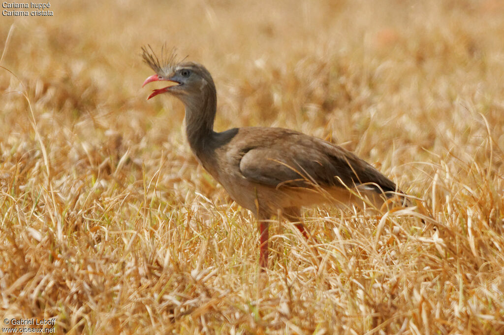 Red-legged Seriema