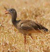 Red-legged Seriema