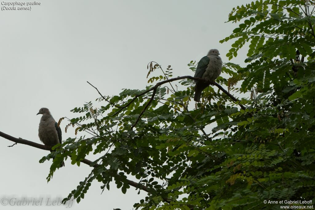 Green Imperial Pigeon