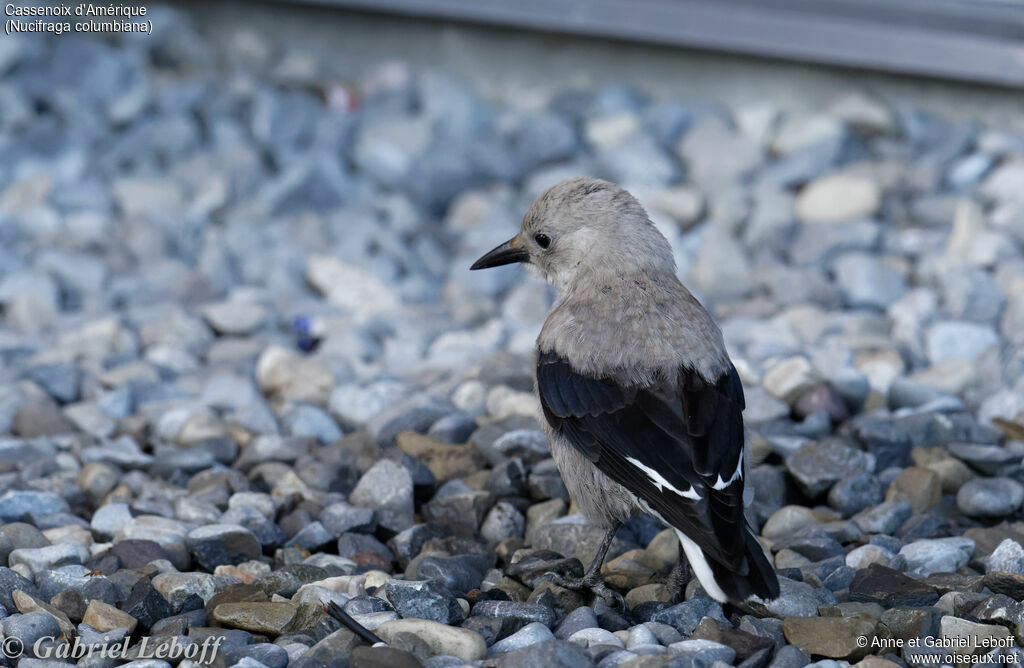 Clark's Nutcracker