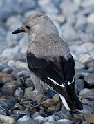 Clark's Nutcracker