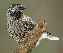 Spotted Nutcracker