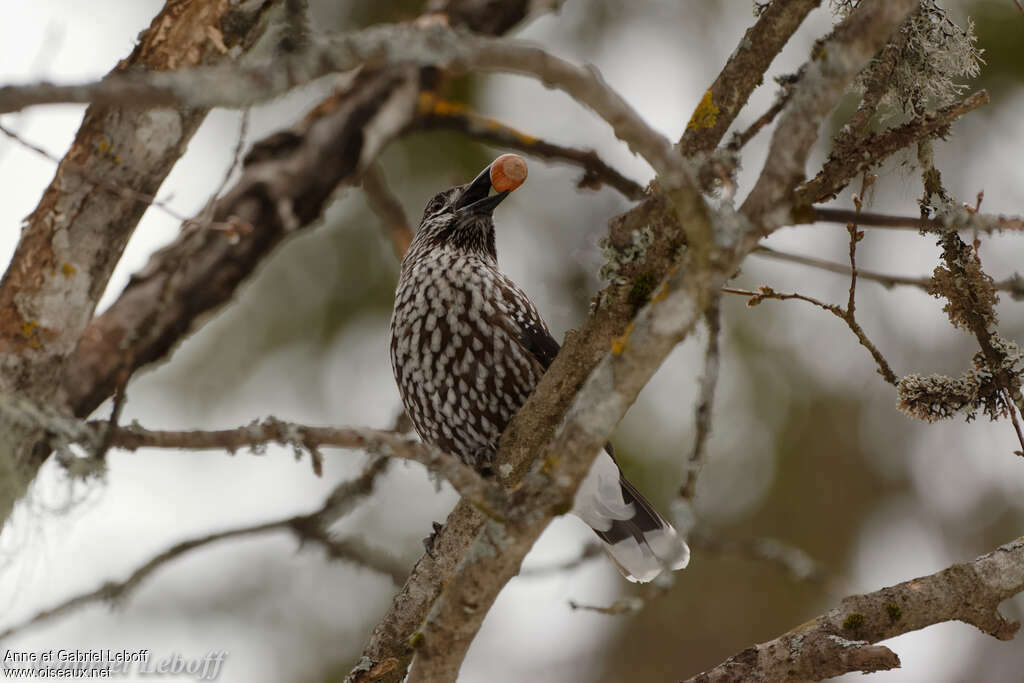 Spotted Nutcracker, feeding habits