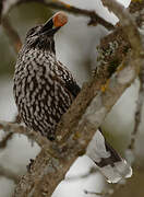 Spotted Nutcracker