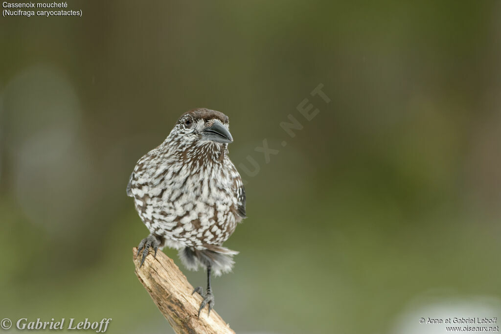 Spotted Nutcracker