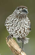 Spotted Nutcracker