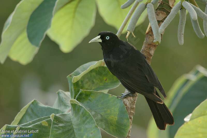 Scarlet-rumped Cacique male adult, identification