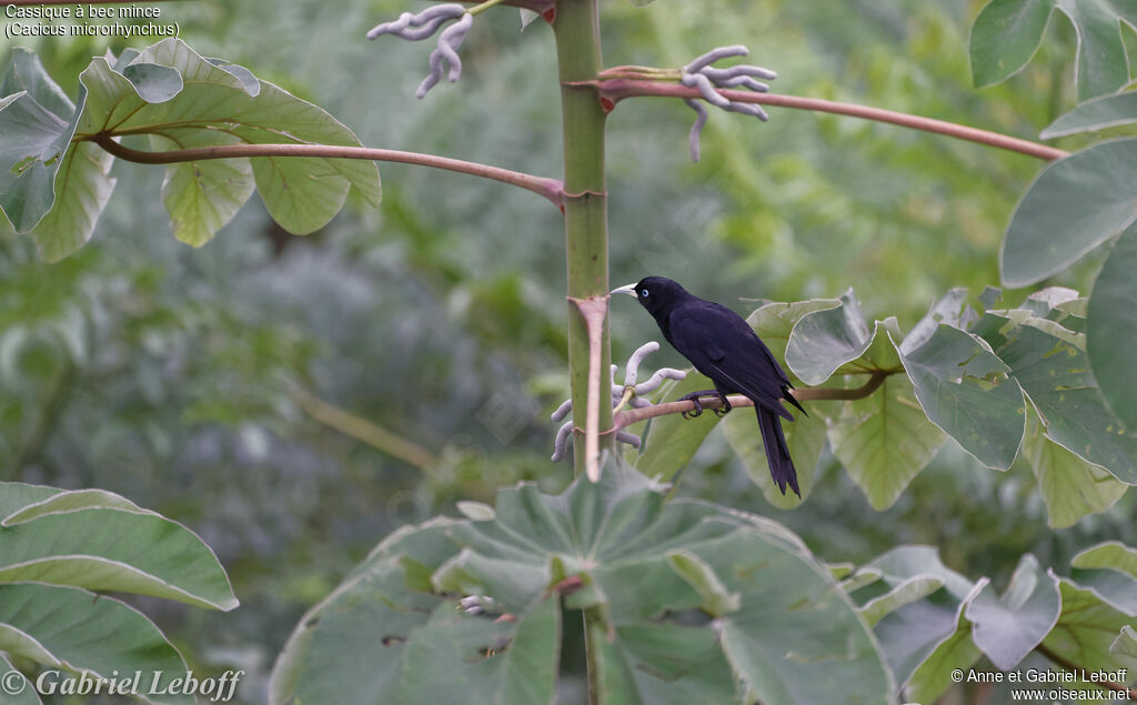 Scarlet-rumped Cacique