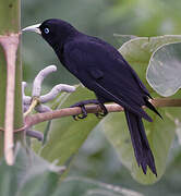 Scarlet-rumped Cacique