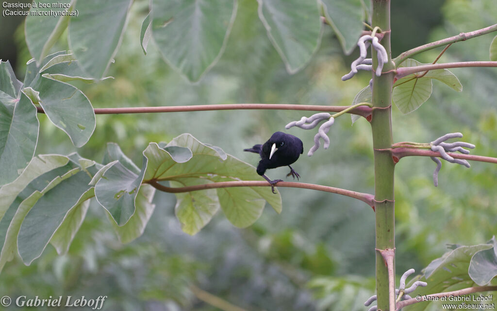 Scarlet-rumped Cacique