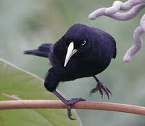 Scarlet-rumped Cacique