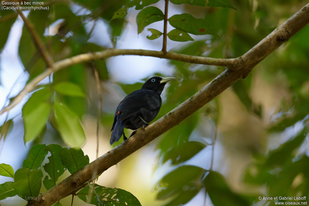 Scarlet-rumped Cacique