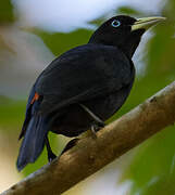 Scarlet-rumped Cacique