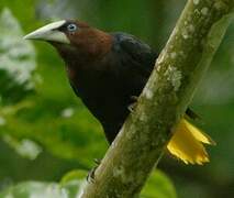 Cassique à tête brune