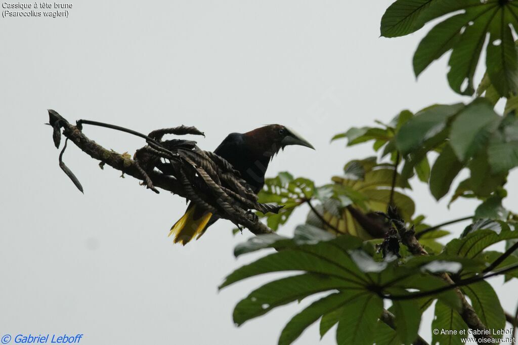 Chestnut-headed Oropendola