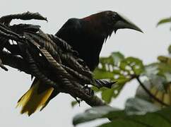 Chestnut-headed Oropendola