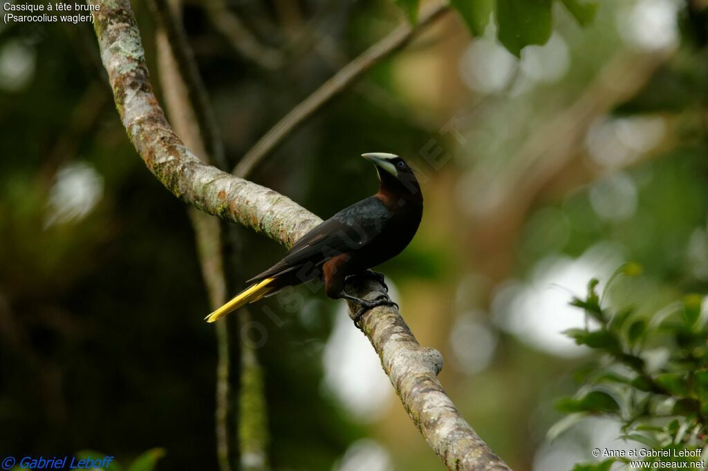 Chestnut-headed Oropendolaadult