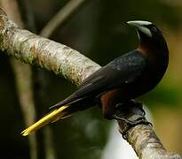 Chestnut-headed Oropendola